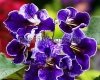 Streptocarpus DEM-BLUE CLOVER